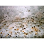 ���������� �� ������